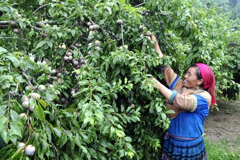 Plum harvesting season in northern province